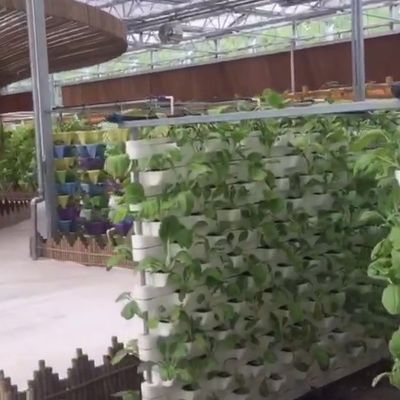 Коммерческая система аквапонических аквариумов Предварительно изготовленные теплицы PO для овощей