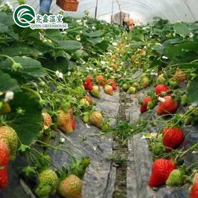 Фильмовая оболочка Двухслойная гидропоника Система наборов выращивания для теплиц