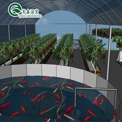 Овощи Фрукты Цветы Система аквапоники Многопролетные сельскохозяйственные теплицы Урожайность