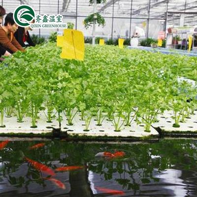 Овощи Фрукты Цветы Система аквапоники Многопролетные сельскохозяйственные теплицы Урожайность