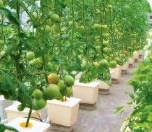 Многопролетные сельскохозяйственные теплицы с пленкой PO, переопределяющие внутренние гидропонические системы